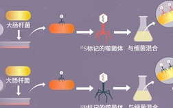 蛋蛋放大400倍,微观世界的奇妙之旅